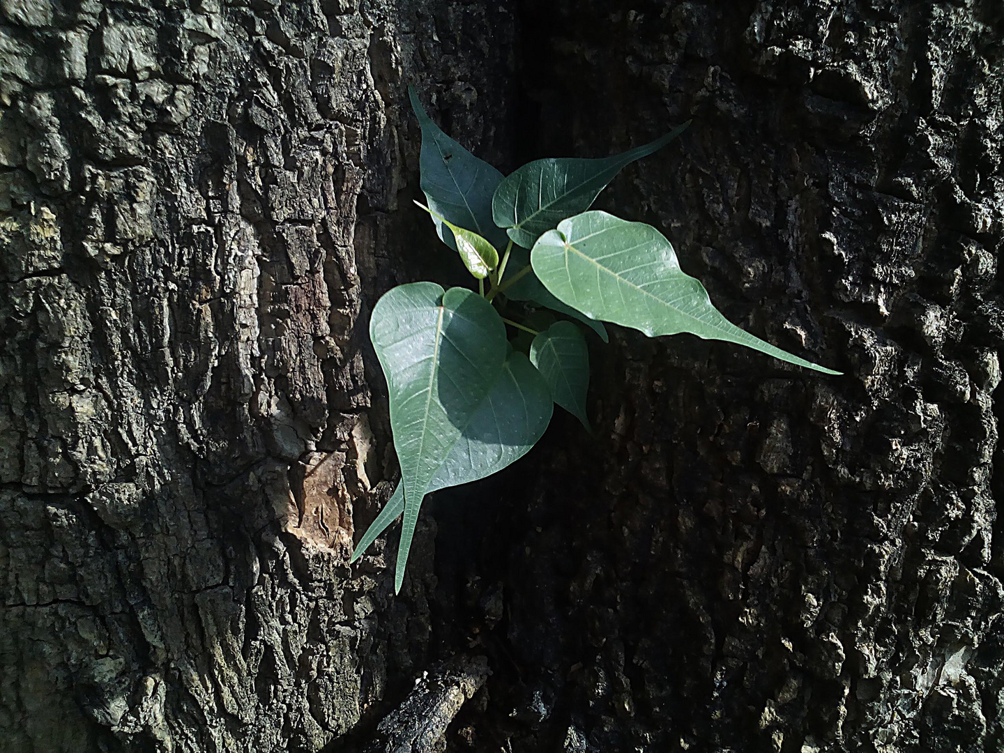 Bark &; Leaves