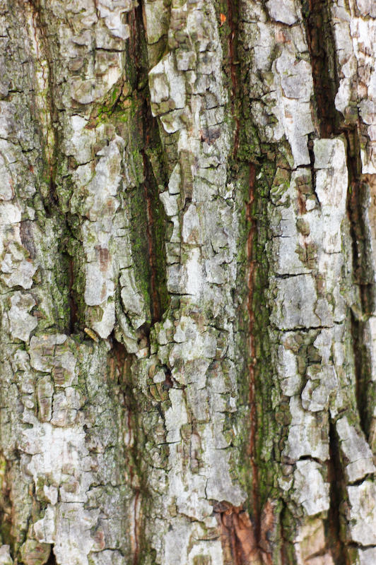 Bark of a Tree