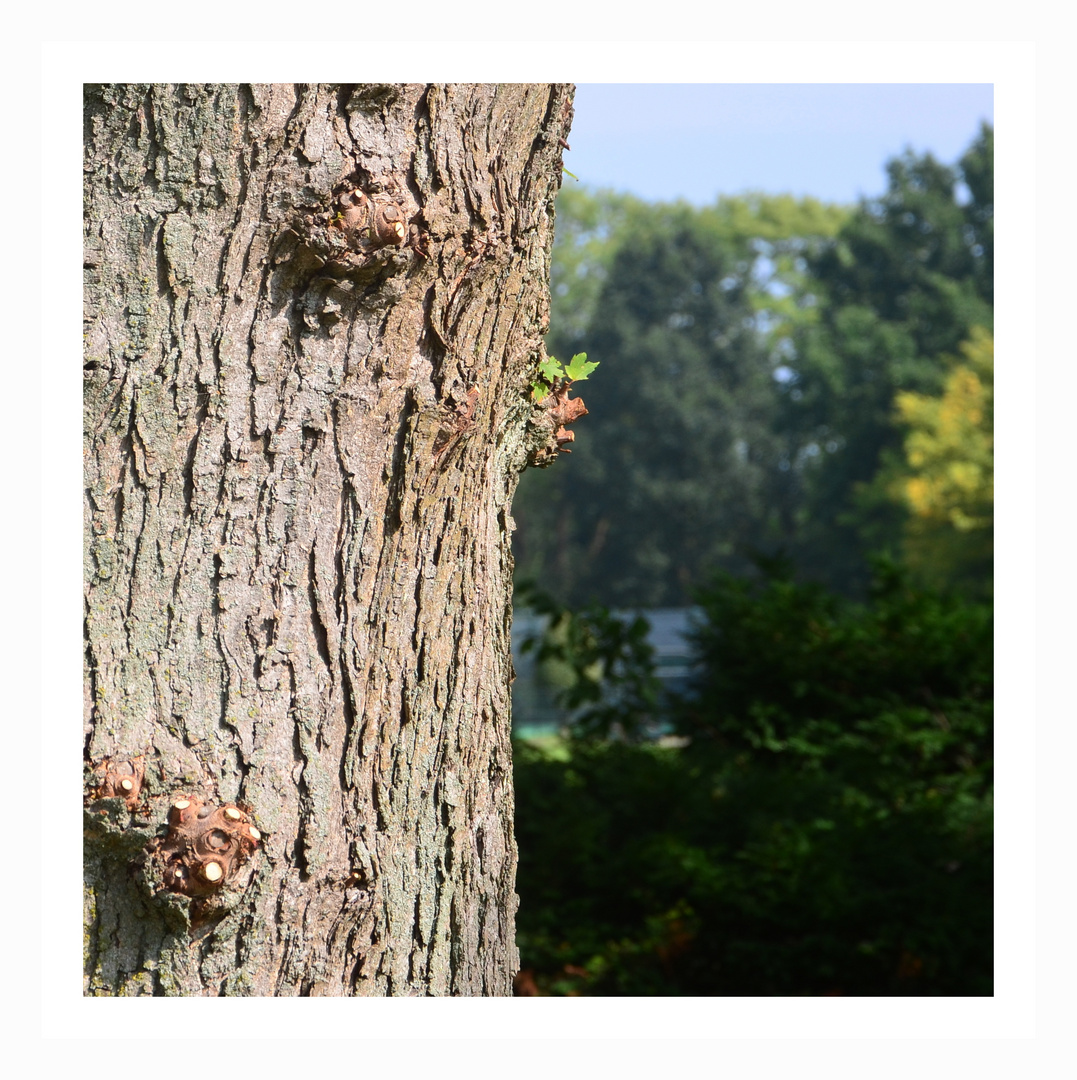 Bark of an old tree