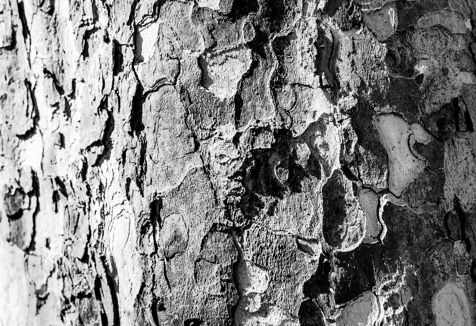 Bark - Rinde