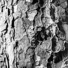 Bark - Rinde