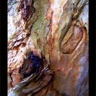 Bark#2