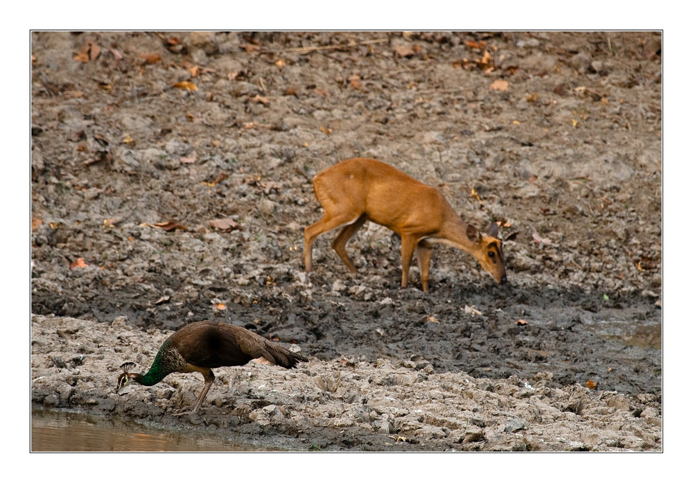 Barking Deer