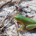 Barking Treefrog