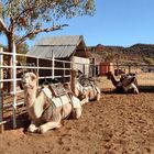 Barkly Homestead - Kamelfarm