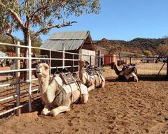 Barkly Homestead - Kamelfarm