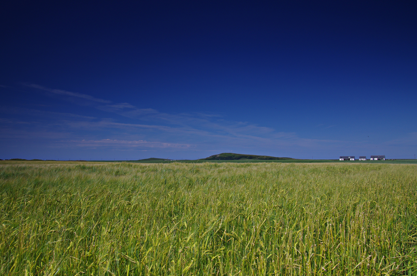 Barley 100% Islay