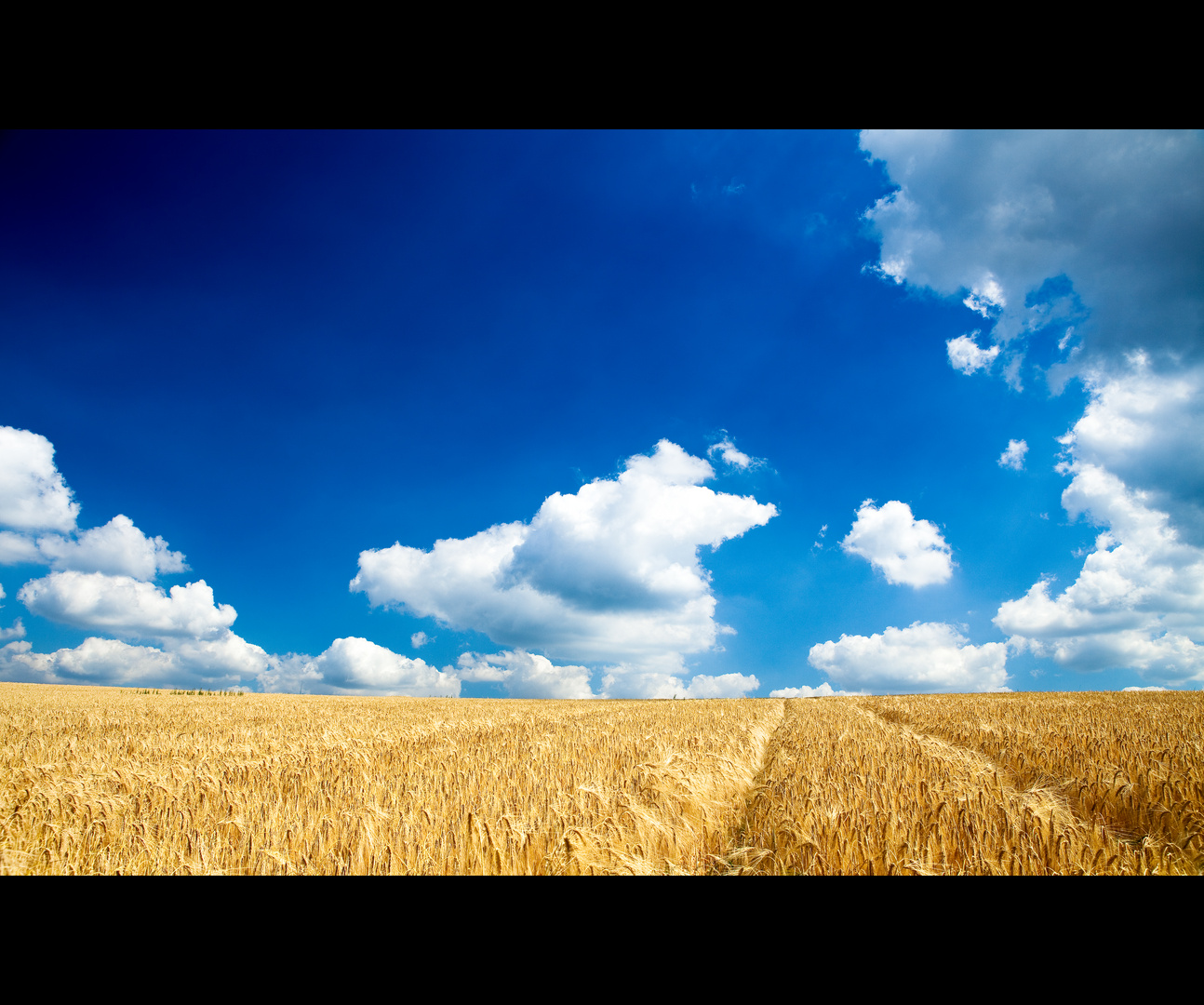 Barley Field