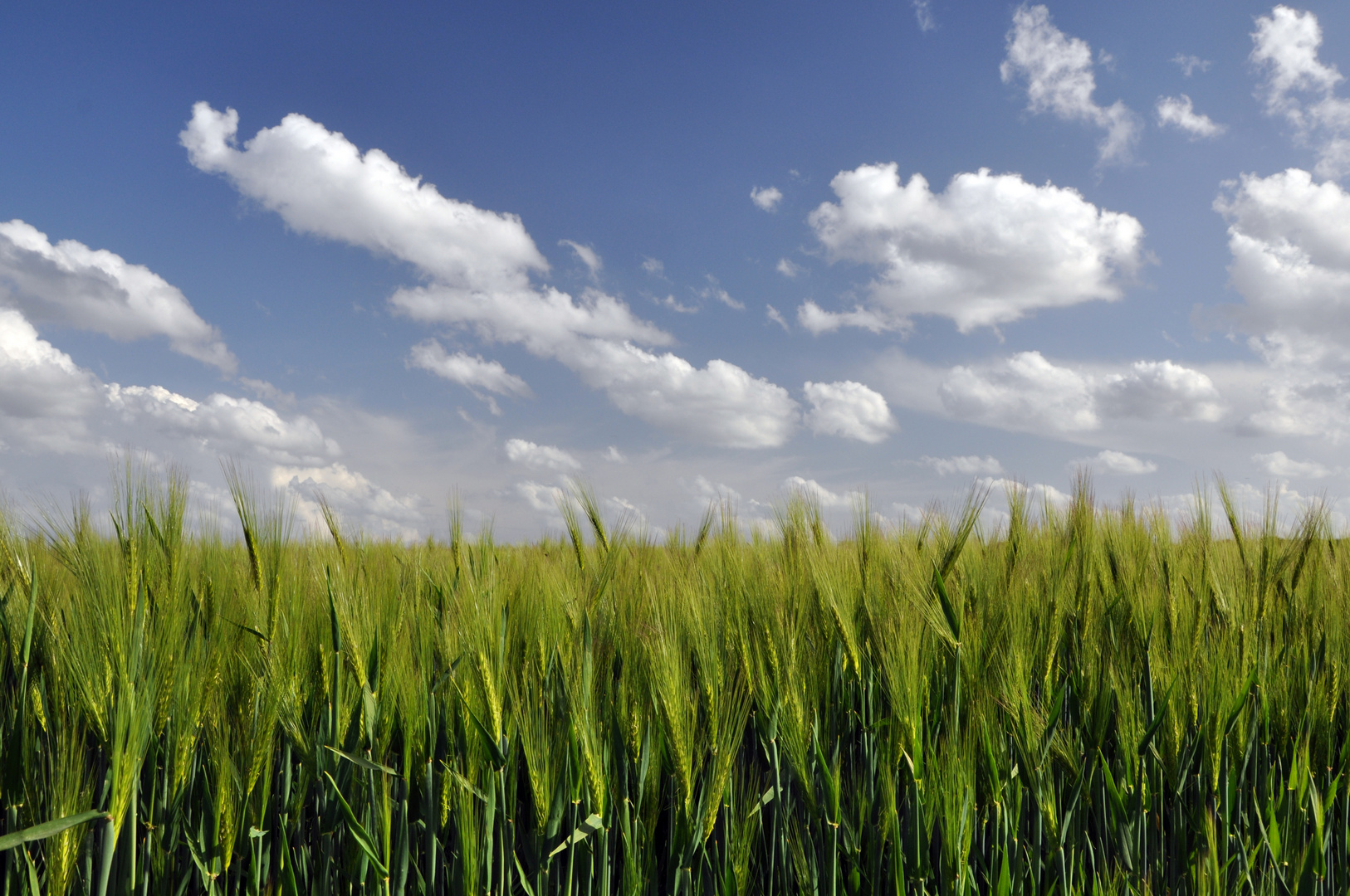 barley field