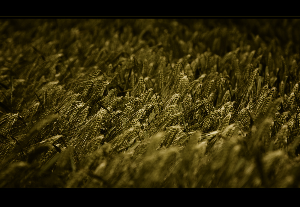 barley field