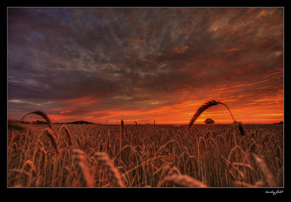 barley field