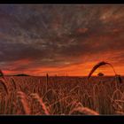 barley field