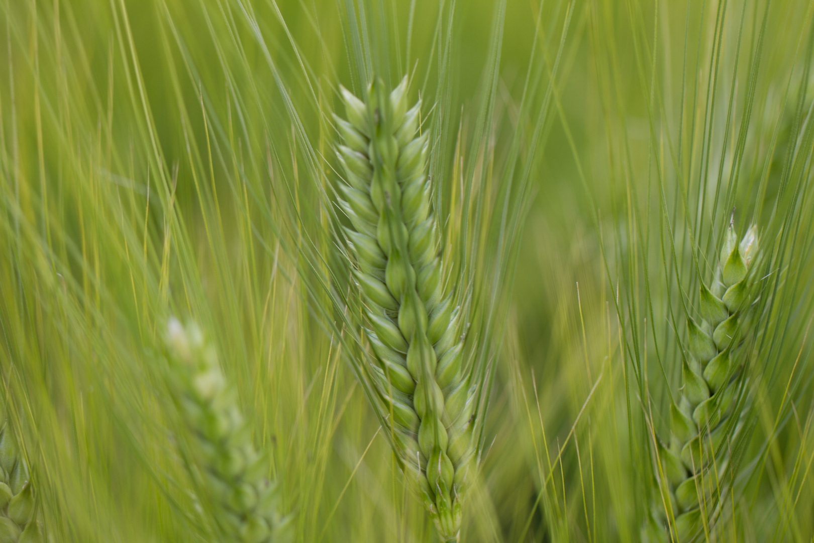 Barley Field - Gerstenfeld