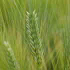Barley Field - Gerstenfeld