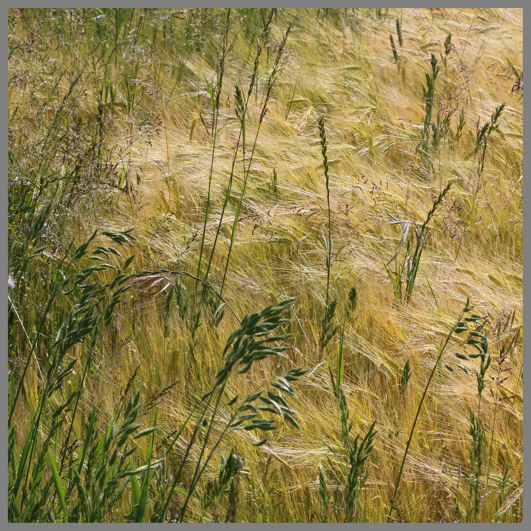 barley field near alnmouth 2b Northumberland