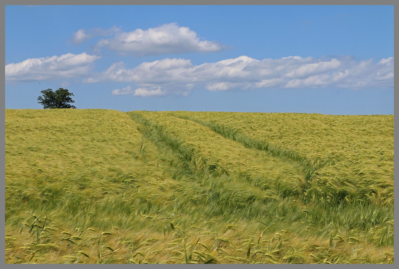 barley field near alnmouth 3 Northumberland