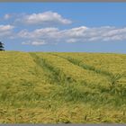 barley field near alnmouth 3 Northumberland
