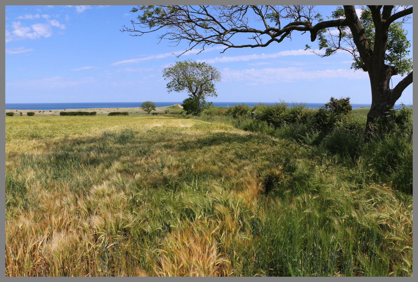 barley field near alnmouth 7 Northumberland