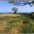 barley field near alnmouth 7 Northumberland