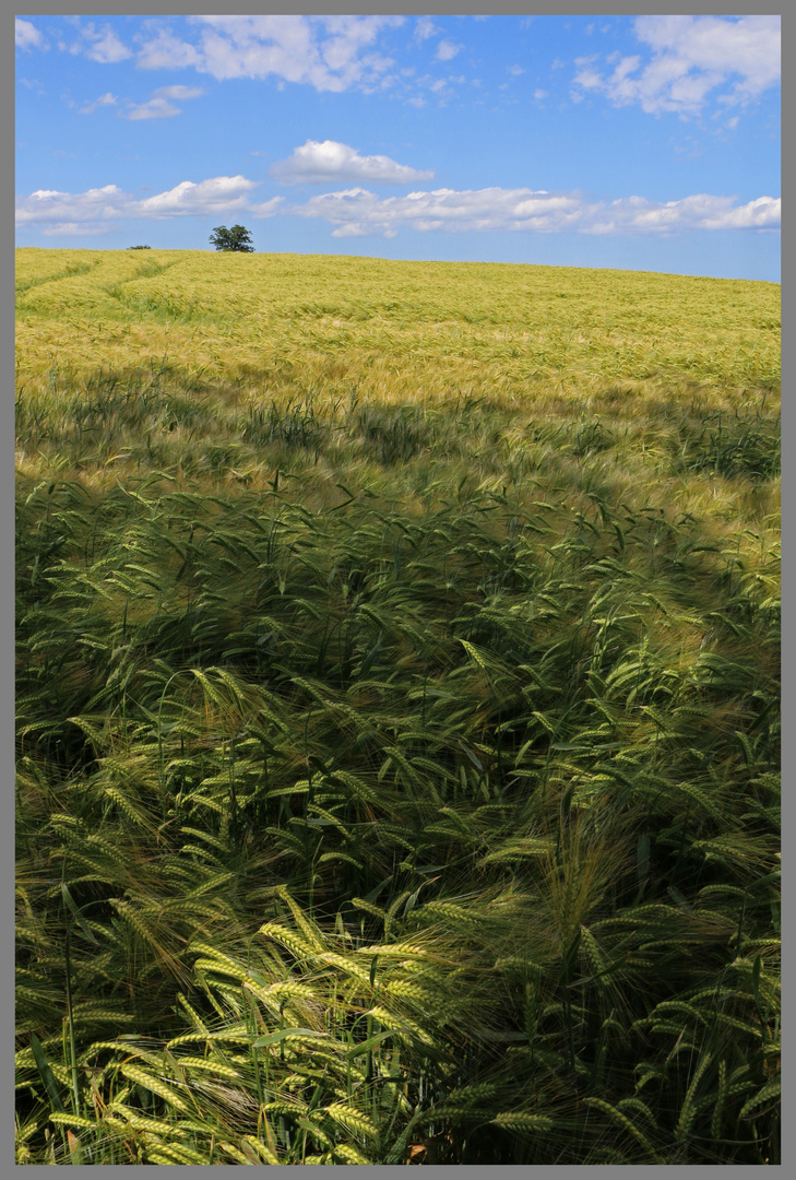 barley field near alnmouth 8 Northumberland