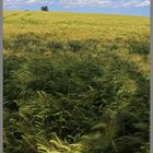 barley field near alnmouth 8 Northumberland