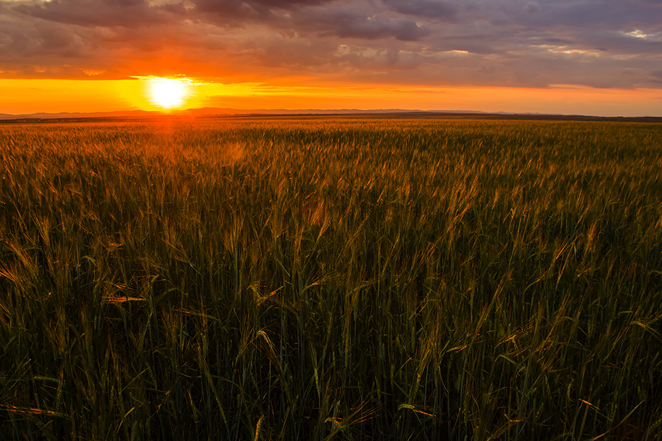 Barley field on sunset background