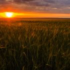Barley field on sunset background