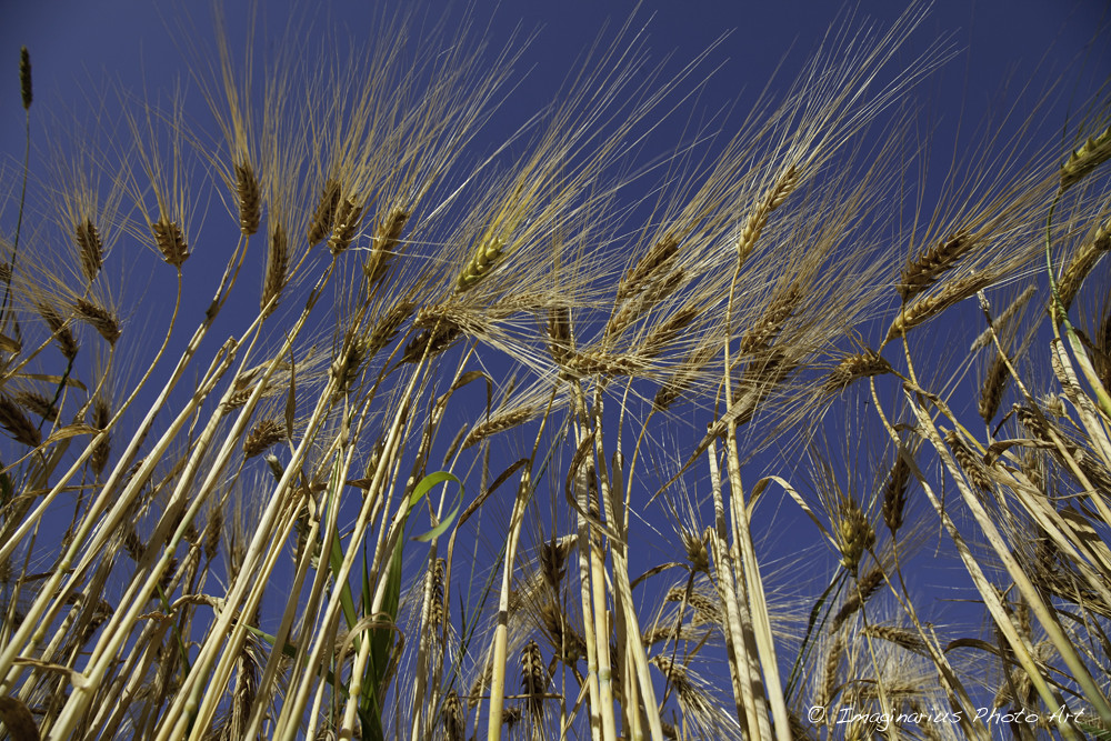 barley - Gerste