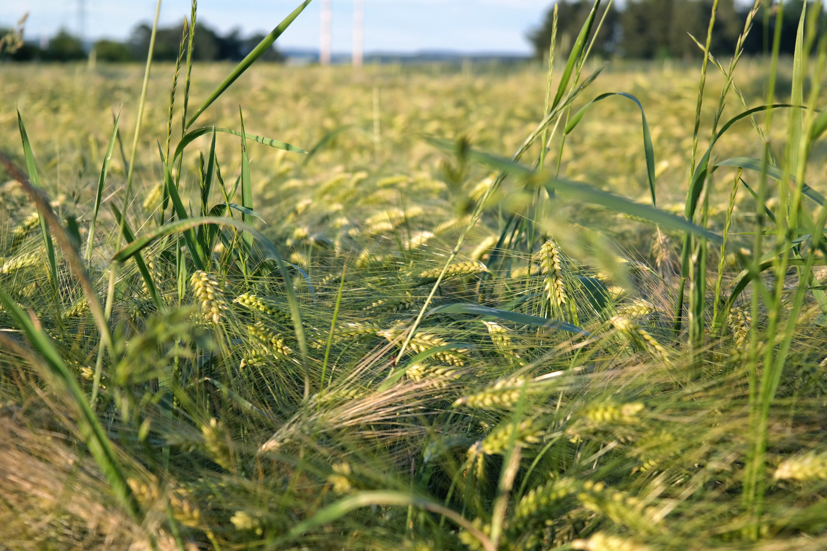 Barley Grains