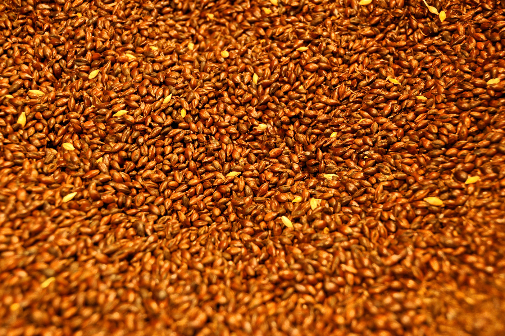 Barley... in Guinness!