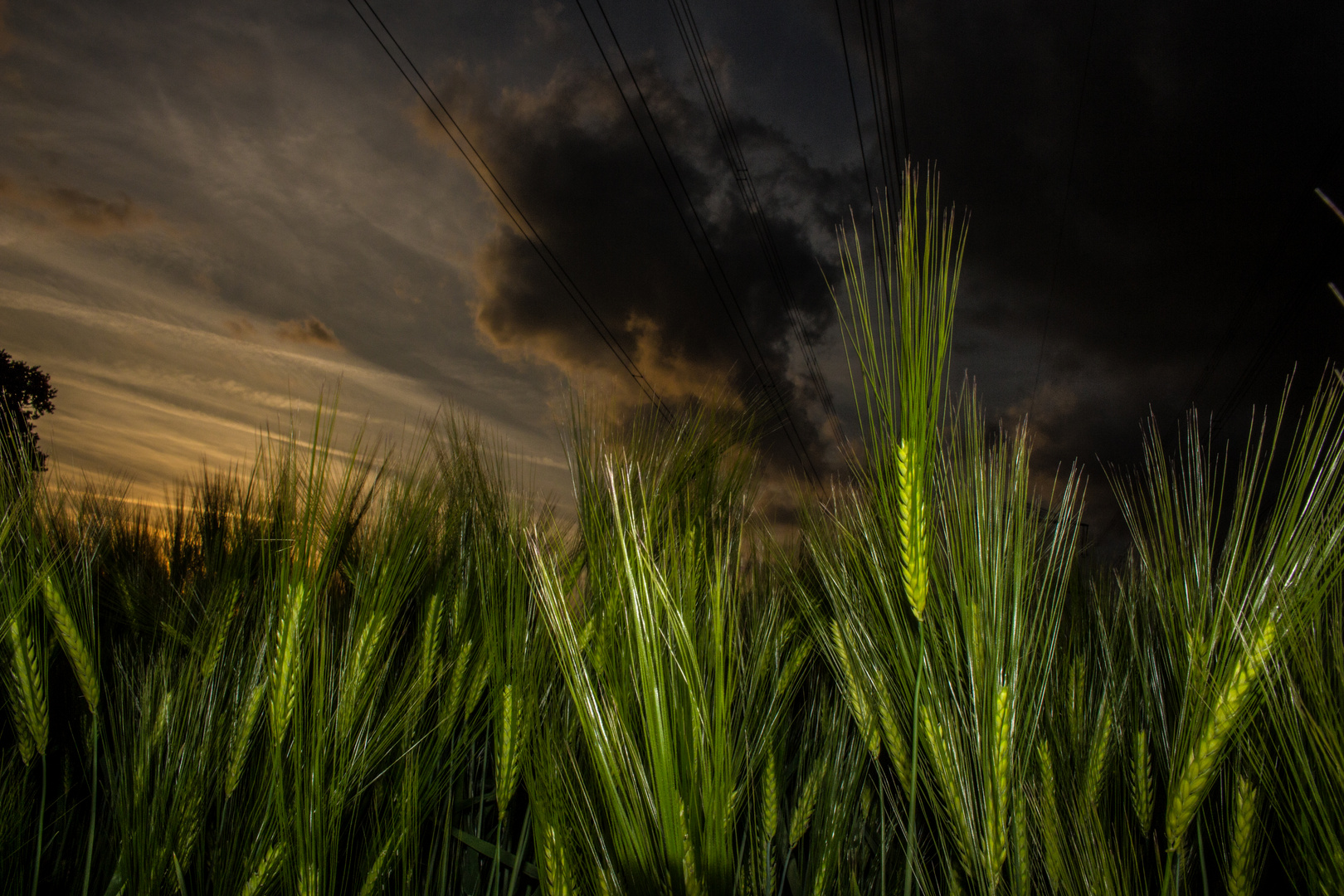 Barley in the evening