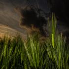 Barley in the evening