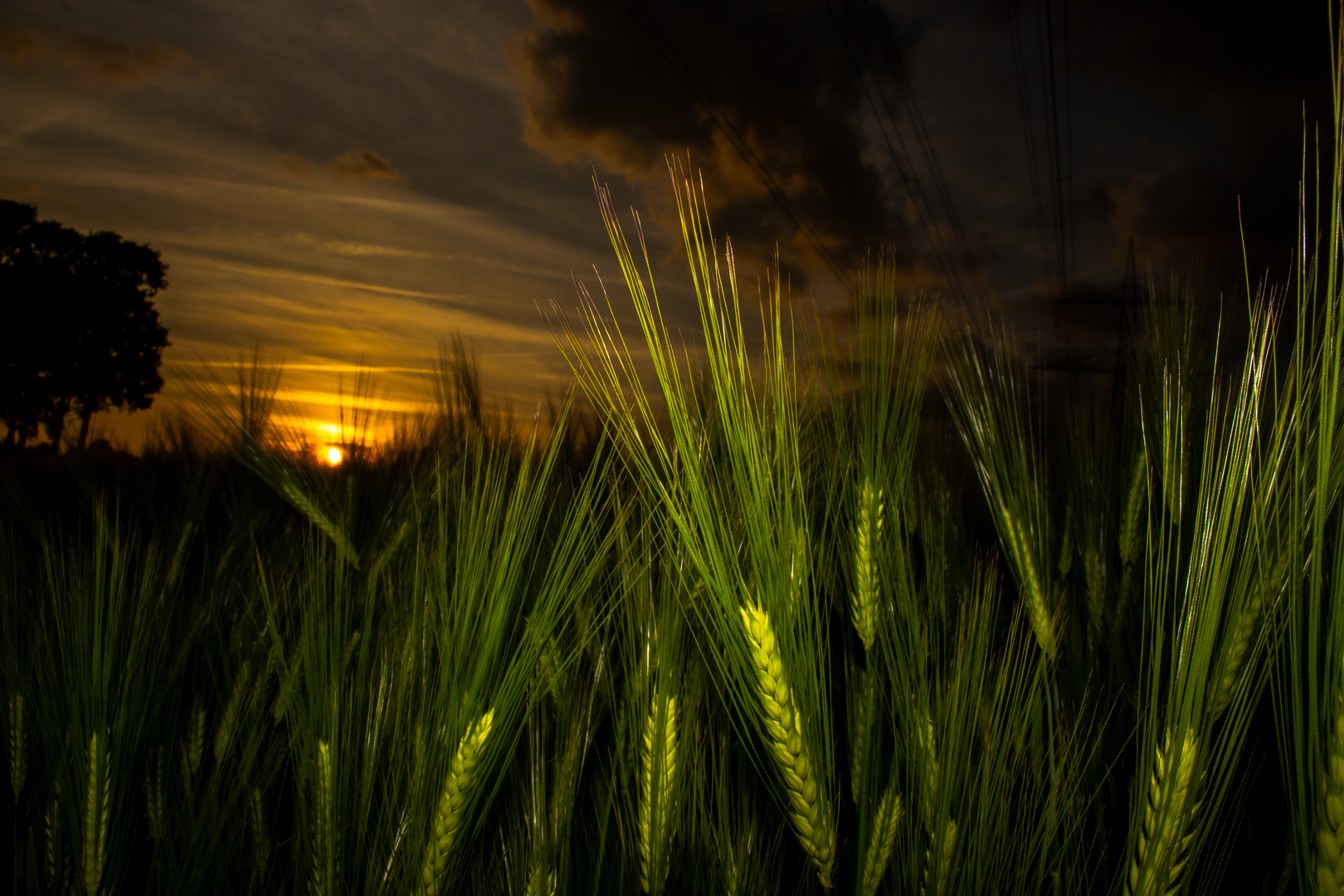 Barley in the evening