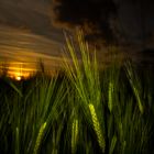 Barley in the evening