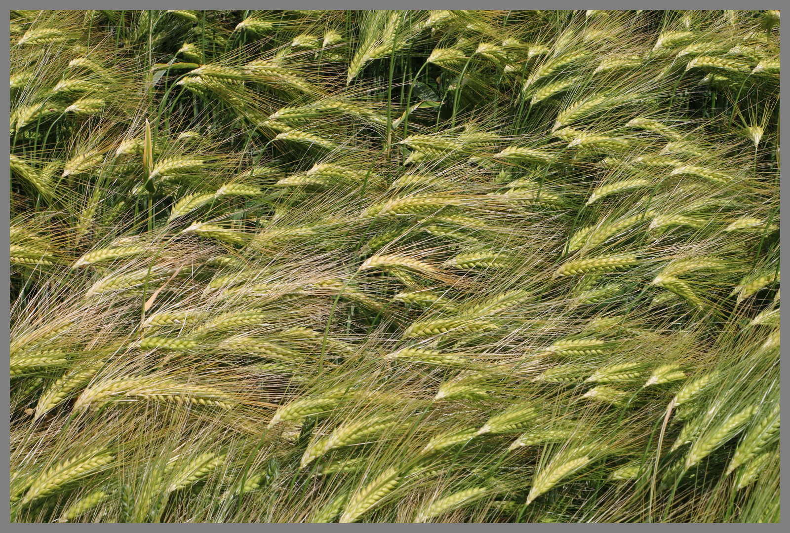 barley near alnmouth Northumberland
