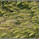 barley near alnmouth Northumberland