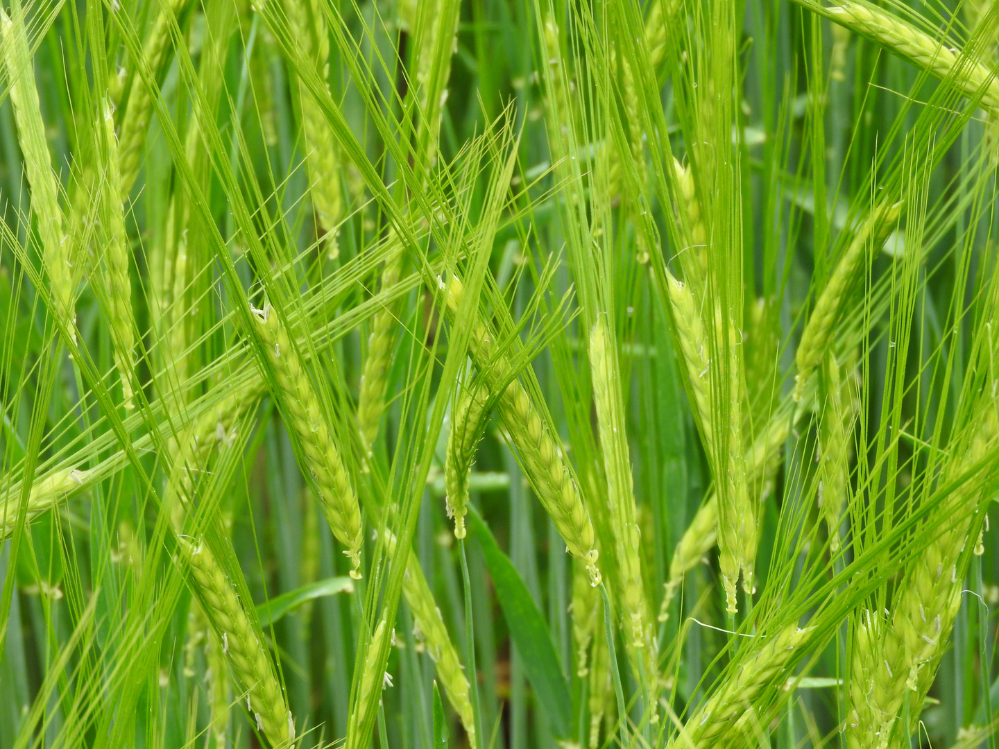 Barley Straws