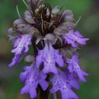 Barlia Metlesicsiana (Himantoglossum metlesicsianum) in frischer Blüte