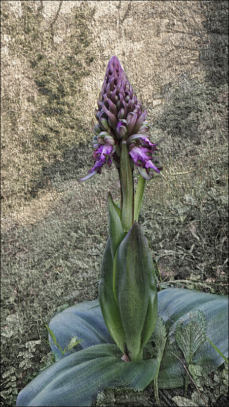 Barlia Robertiana