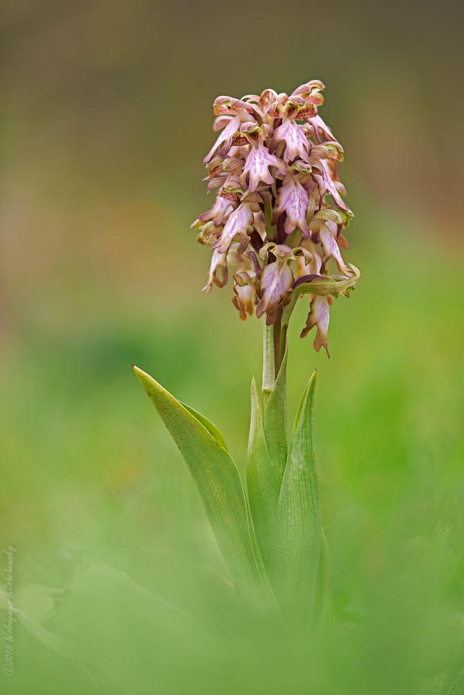 Barlia robertiana