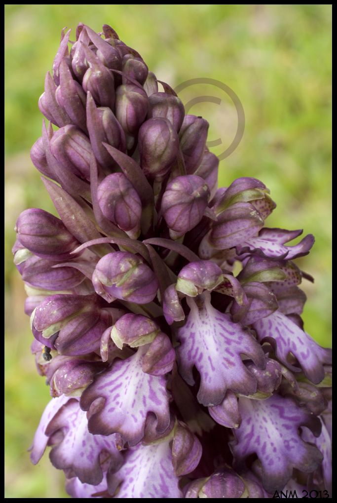 Barlia robertiana