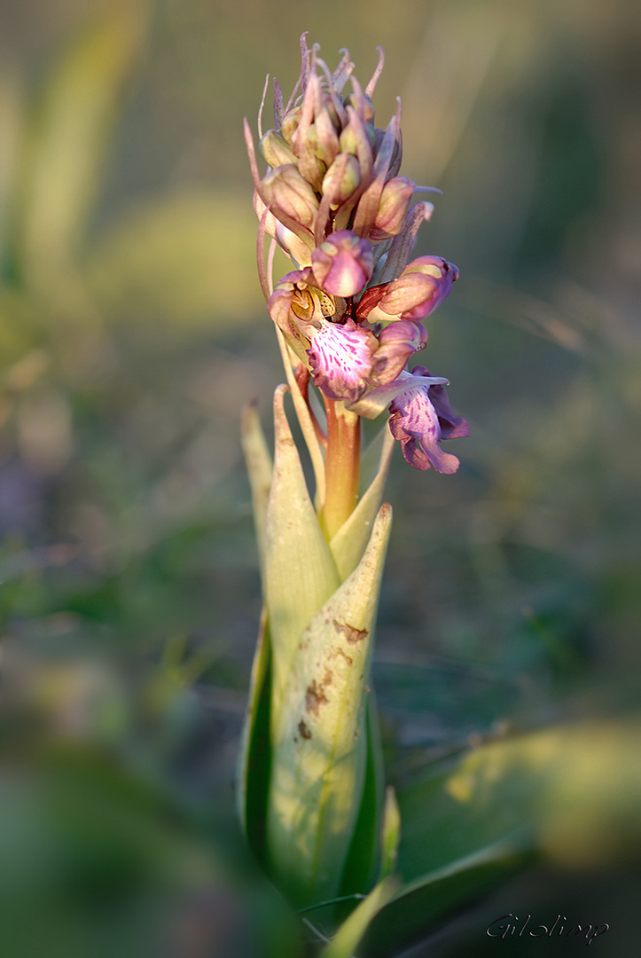 Barlia robertiana. Himantoglossum robertianum