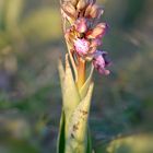 Barlia robertiana. Himantoglossum robertianum