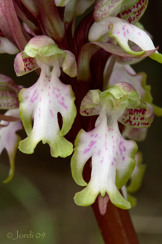 Barlia robertiana hipocromatica