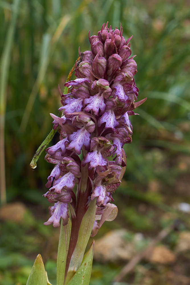 Barlia robertiana (Roberts Mastorchis ) Blütenstand