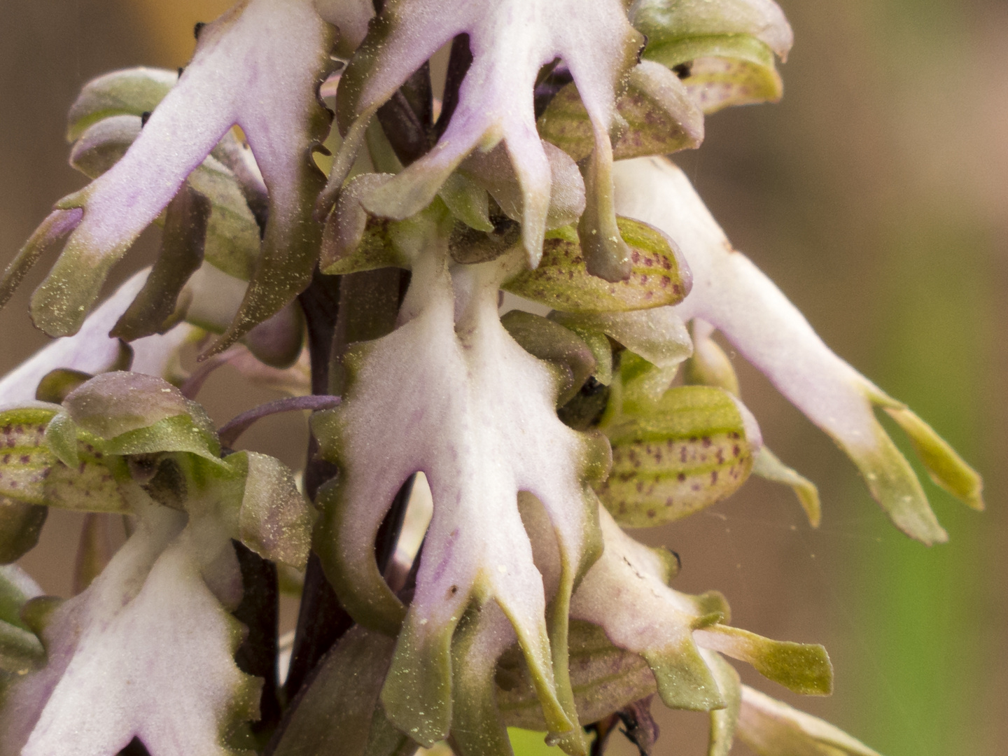 Barlie (Barlia robertiana)