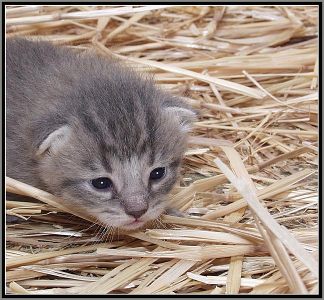 Barn Cat