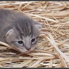 Barn Cat