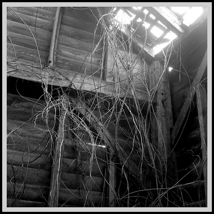 barn entrails