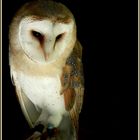 Barn Owl